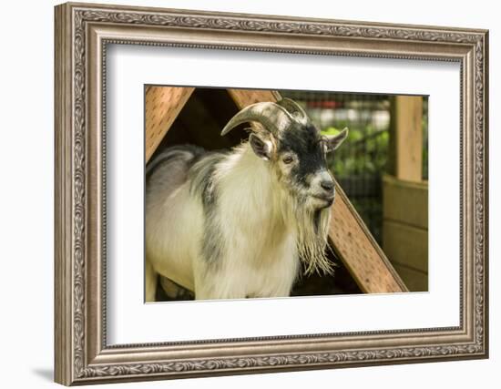 Adult African Pygmy Goat. This simple v-shaped shelter in their pen provides protection-Janet Horton-Framed Photographic Print