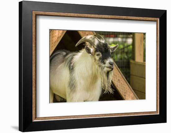 Adult African Pygmy Goat. This simple v-shaped shelter in their pen provides protection-Janet Horton-Framed Photographic Print