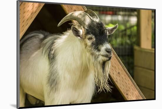 Adult African Pygmy Goat. This simple v-shaped shelter in their pen provides protection-Janet Horton-Mounted Photographic Print