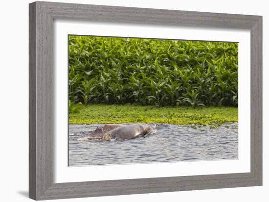 Adult Amazon pink river dolphins (Inia geoffrensis) surfacing on the Pacaya River, Loreto, Peru-Michael Nolan-Framed Photographic Print