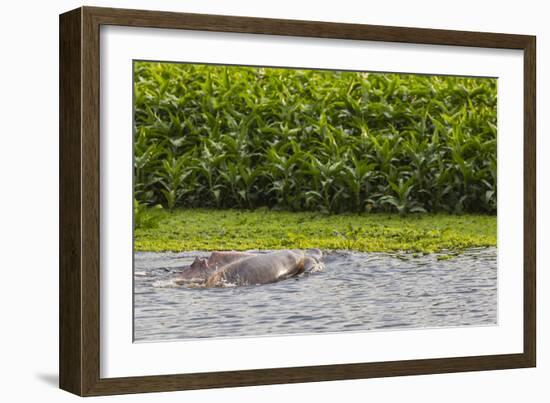 Adult Amazon pink river dolphins (Inia geoffrensis) surfacing on the Pacaya River, Loreto, Peru-Michael Nolan-Framed Photographic Print