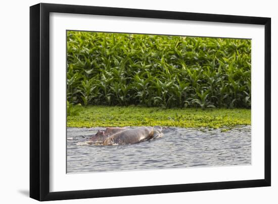 Adult Amazon pink river dolphins (Inia geoffrensis) surfacing on the Pacaya River, Loreto, Peru-Michael Nolan-Framed Photographic Print