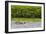 Adult Amazon pink river dolphins (Inia geoffrensis) surfacing on the Pacaya River, Loreto, Peru-Michael Nolan-Framed Photographic Print