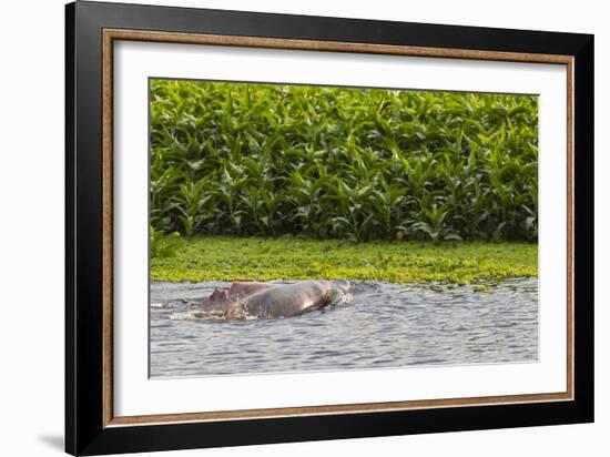 Adult Amazon pink river dolphins (Inia geoffrensis) surfacing on the Pacaya River, Loreto, Peru-Michael Nolan-Framed Photographic Print