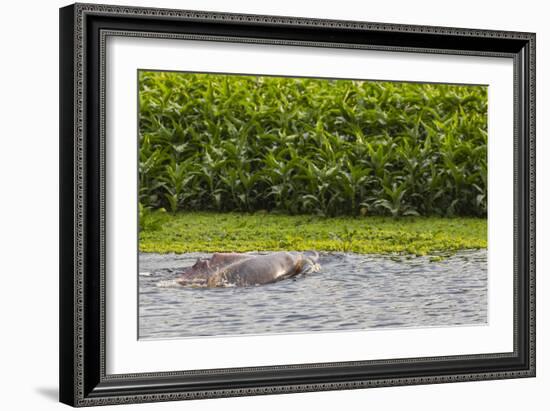 Adult Amazon pink river dolphins (Inia geoffrensis) surfacing on the Pacaya River, Loreto, Peru-Michael Nolan-Framed Photographic Print