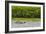 Adult Amazon pink river dolphins (Inia geoffrensis) surfacing on the Pacaya River, Loreto, Peru-Michael Nolan-Framed Photographic Print