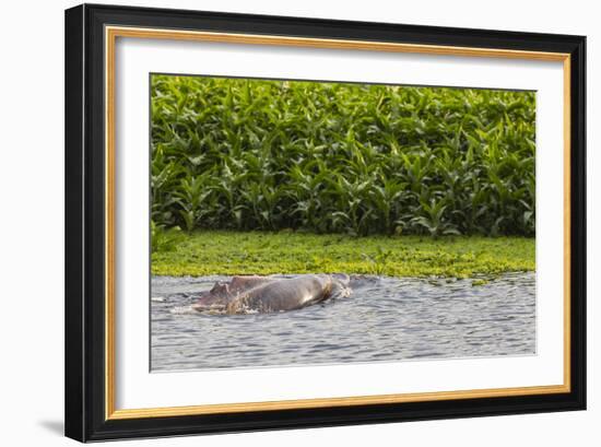 Adult Amazon pink river dolphins (Inia geoffrensis) surfacing on the Pacaya River, Loreto, Peru-Michael Nolan-Framed Photographic Print