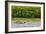 Adult Amazon pink river dolphins (Inia geoffrensis) surfacing on the Pacaya River, Loreto, Peru-Michael Nolan-Framed Photographic Print