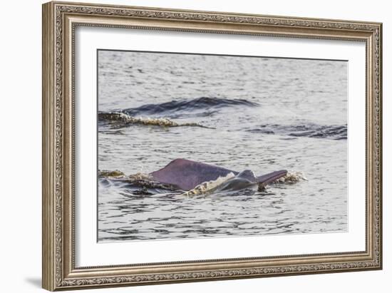 Adult Amazon pink river dolphins surfacing in the Pacaya-Samiria Nature Reserve, Loreto, Peru-Michael Nolan-Framed Photographic Print