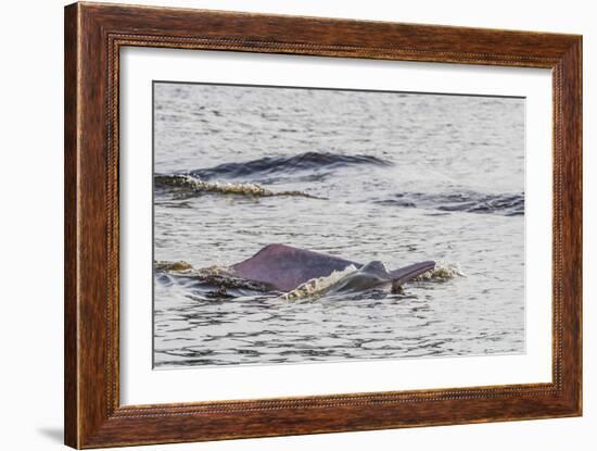 Adult Amazon pink river dolphins surfacing in the Pacaya-Samiria Nature Reserve, Loreto, Peru-Michael Nolan-Framed Photographic Print