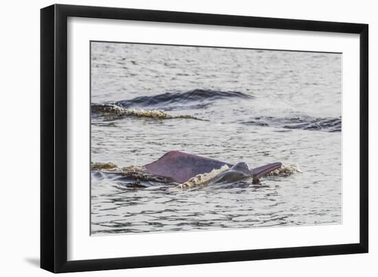 Adult Amazon pink river dolphins surfacing in the Pacaya-Samiria Nature Reserve, Loreto, Peru-Michael Nolan-Framed Photographic Print