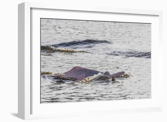 Adult Amazon pink river dolphins surfacing in the Pacaya-Samiria Nature Reserve, Loreto, Peru-Michael Nolan-Framed Photographic Print