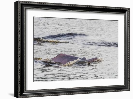 Adult Amazon pink river dolphins surfacing in the Pacaya-Samiria Nature Reserve, Loreto, Peru-Michael Nolan-Framed Photographic Print