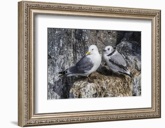 Adult and Juvenile Black-Legged Kittiwakes (Rissa Tridactyla) Nesting Near Stykkishholmur-Michael Nolan-Framed Photographic Print