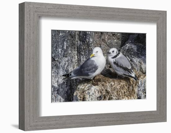 Adult and Juvenile Black-Legged Kittiwakes (Rissa Tridactyla) Nesting Near Stykkishholmur-Michael Nolan-Framed Photographic Print