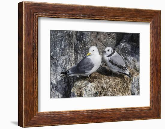 Adult and Juvenile Black-Legged Kittiwakes (Rissa Tridactyla) Nesting Near Stykkishholmur-Michael Nolan-Framed Photographic Print