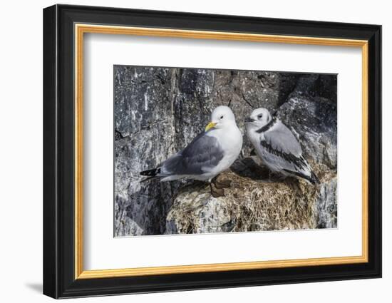 Adult and Juvenile Black-Legged Kittiwakes (Rissa Tridactyla) Nesting Near Stykkishholmur-Michael Nolan-Framed Photographic Print