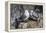 Adult and Juvenile Black-Legged Kittiwakes (Rissa Tridactyla) Nesting Near Stykkishholmur-Michael Nolan-Framed Premier Image Canvas
