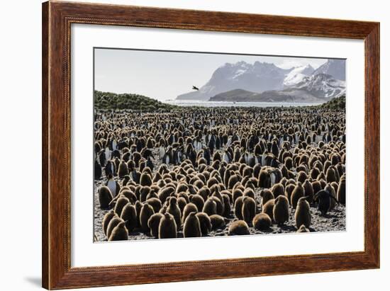 Adult and Juvenile King Penguins (Aptenodytes Patagonicus)-Michael Nolan-Framed Photographic Print