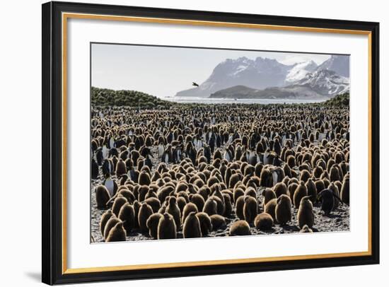 Adult and Juvenile King Penguins (Aptenodytes Patagonicus)-Michael Nolan-Framed Photographic Print