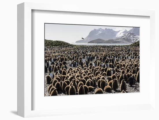 Adult and Juvenile King Penguins (Aptenodytes Patagonicus)-Michael Nolan-Framed Photographic Print