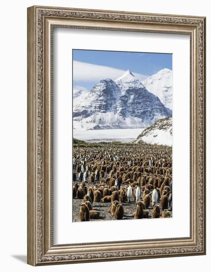 Adult and Juvenile King Penguins (Aptenodytes Patagonicus)-Michael Nolan-Framed Photographic Print