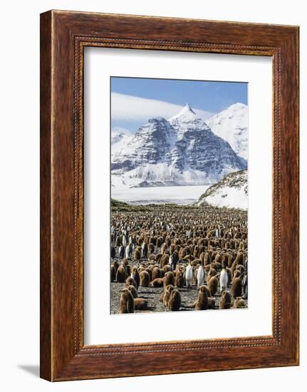 Adult and Juvenile King Penguins (Aptenodytes Patagonicus)-Michael Nolan-Framed Photographic Print