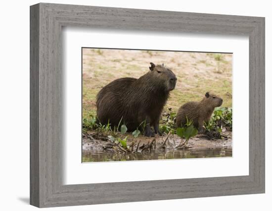 Adult and young capybara (Hydrochaeris hydrochaeris) on Cuiaba River bank, Pantanal, Mato Grosso, B-Sergio Pitamitz-Framed Photographic Print