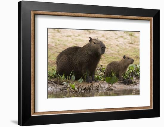 Adult and young capybara (Hydrochaeris hydrochaeris) on Cuiaba River bank, Pantanal, Mato Grosso, B-Sergio Pitamitz-Framed Photographic Print