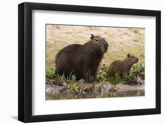 Adult and young capybara (Hydrochaeris hydrochaeris) on Cuiaba River bank, Pantanal, Mato Grosso, B-Sergio Pitamitz-Framed Photographic Print