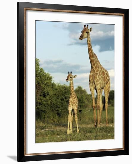 Adult and Young Giraffe Etosha National Park, Namibia, Africa-Ann & Steve Toon-Framed Photographic Print