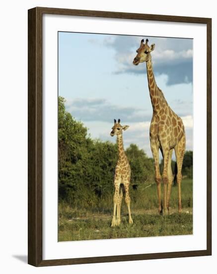 Adult and Young Giraffe Etosha National Park, Namibia, Africa-Ann & Steve Toon-Framed Photographic Print