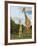 Adult and Young Giraffe Etosha National Park, Namibia, Africa-Ann & Steve Toon-Framed Photographic Print