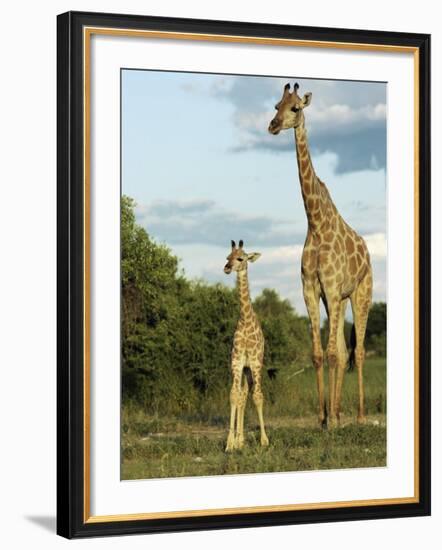 Adult and Young Giraffe Etosha National Park, Namibia, Africa-Ann & Steve Toon-Framed Photographic Print