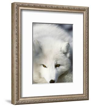 Adult Arctic Fox (Alopex Lagopus) in Winter Pelage, Arctic Canada-Wayne Lynch-Framed Photographic Print