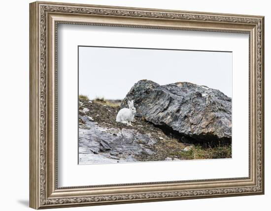 Adult Arctic Hare (Lepus Arcticus)-Michael Nolan-Framed Photographic Print