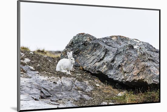 Adult Arctic Hare (Lepus Arcticus)-Michael Nolan-Mounted Photographic Print