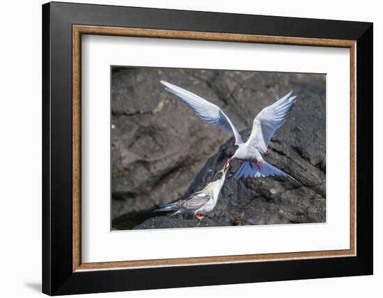 Adult Arctic Tern (Sterna Paradisaea) Returning from Sea with Fish for its Chick on Flatey Island-Michael Nolan-Framed Photographic Print