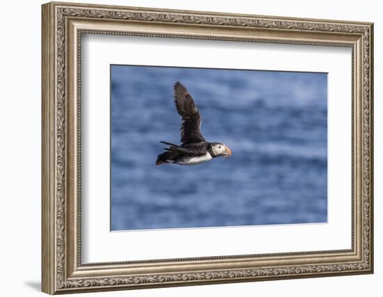Adult Atlantic Puffin (Fratercula Arctica) in Flight with Fish in its Bill, Snaefellsnes Peninsula-Michael Nolan-Framed Photographic Print