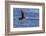 Adult Atlantic Puffin (Fratercula Arctica) in Flight with Fish in its Bill, Snaefellsnes Peninsula-Michael Nolan-Framed Photographic Print