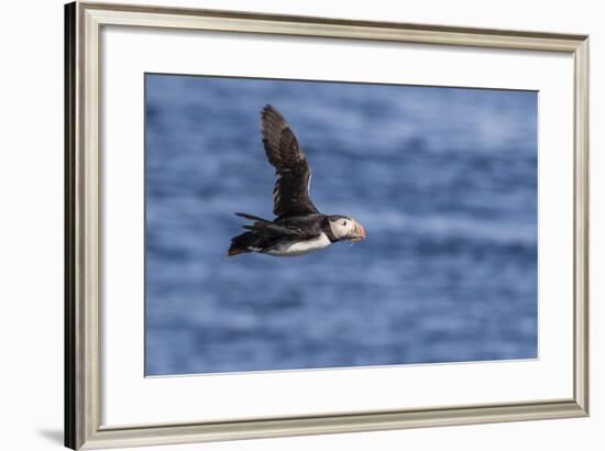 Adult Atlantic Puffin (Fratercula Arctica) in Flight with Fish in its Bill, Snaefellsnes Peninsula-Michael Nolan-Framed Photographic Print