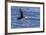 Adult Atlantic Puffin (Fratercula Arctica) in Flight with Fish in its Bill, Snaefellsnes Peninsula-Michael Nolan-Framed Photographic Print