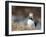 Adult Atlantic puffin (Fratercula arctica), returning to the nest site with fish-Michael Nolan-Framed Photographic Print