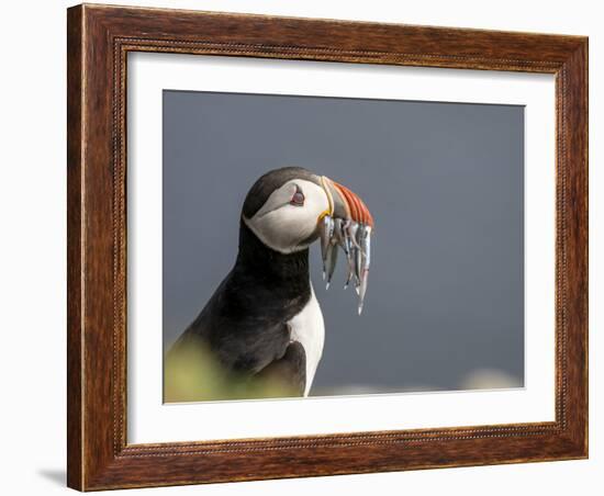 Adult Atlantic puffin (Fratercula arctica), returning to the nest site with fish-Michael Nolan-Framed Photographic Print