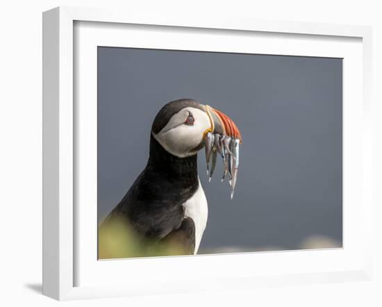 Adult Atlantic puffin (Fratercula arctica), returning to the nest site with fish-Michael Nolan-Framed Photographic Print