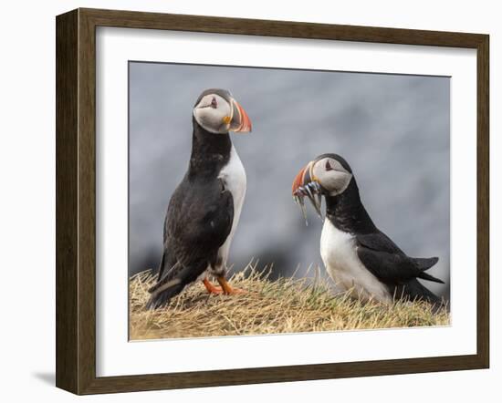 Adult Atlantic puffins (Fratercula arctica), returning to the nest site with fish-Michael Nolan-Framed Photographic Print