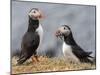 Adult Atlantic puffins (Fratercula arctica), returning to the nest site with fish-Michael Nolan-Mounted Photographic Print