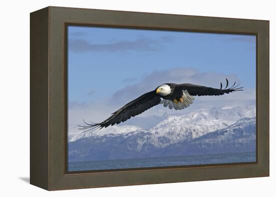 Adult Bald Eagle in Flight-null-Framed Premier Image Canvas