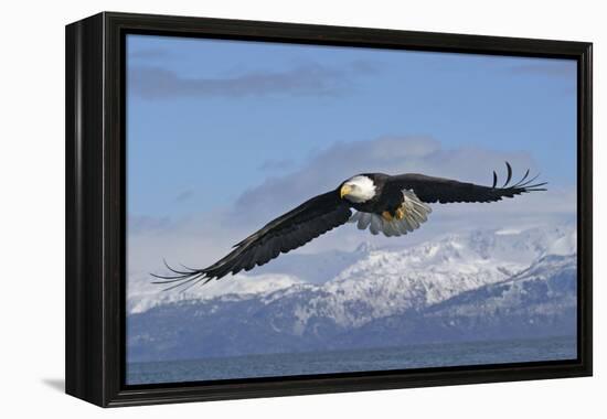 Adult Bald Eagle in Flight-null-Framed Premier Image Canvas