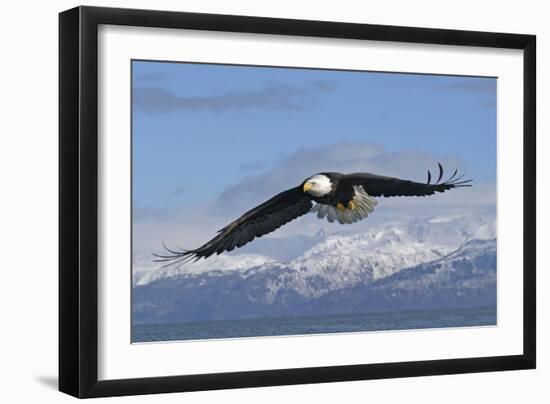 Adult Bald Eagle in Flight-null-Framed Photographic Print